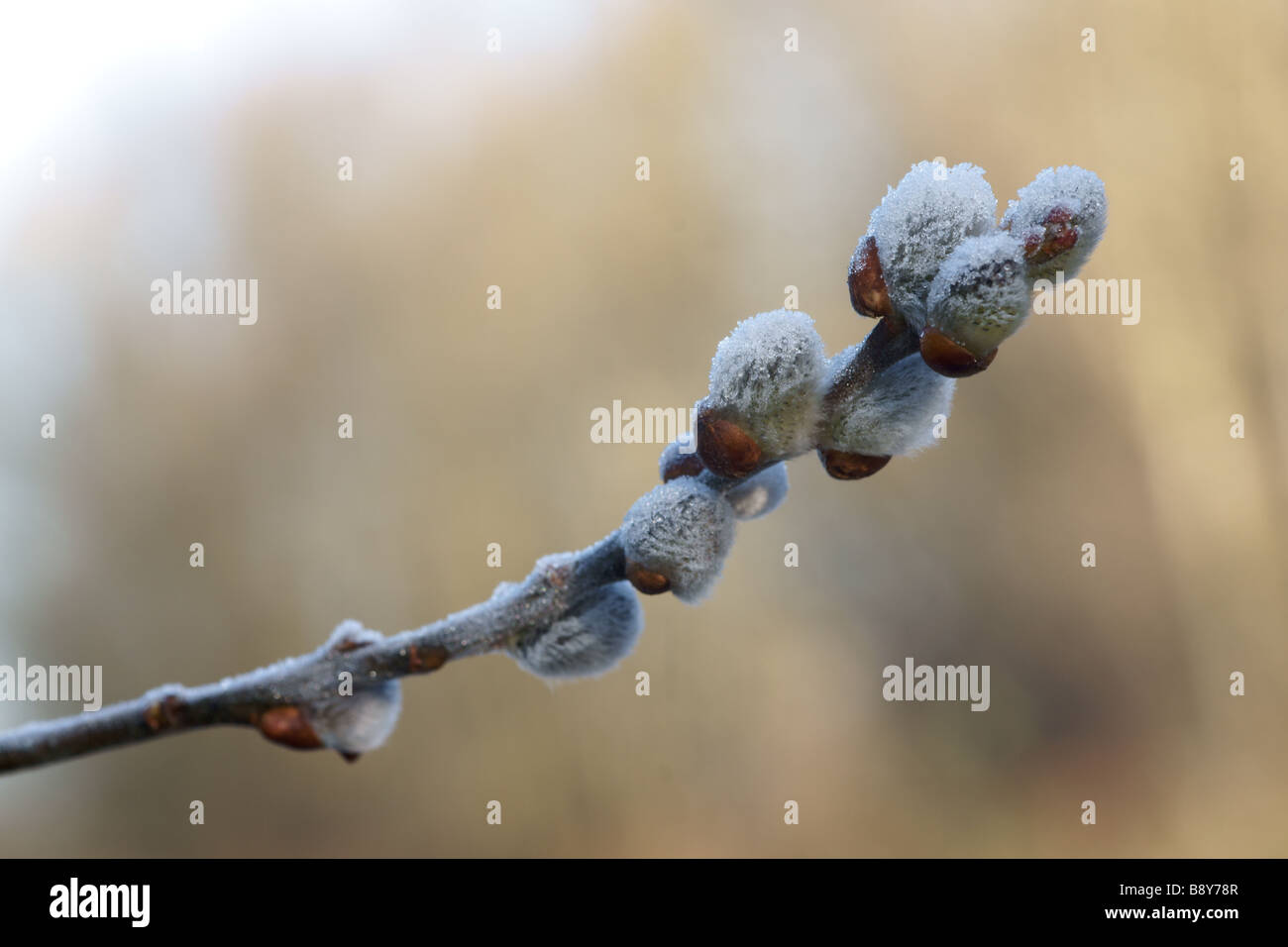 Cristaux de glace sur une branche de saule la chatte Banque D'Images