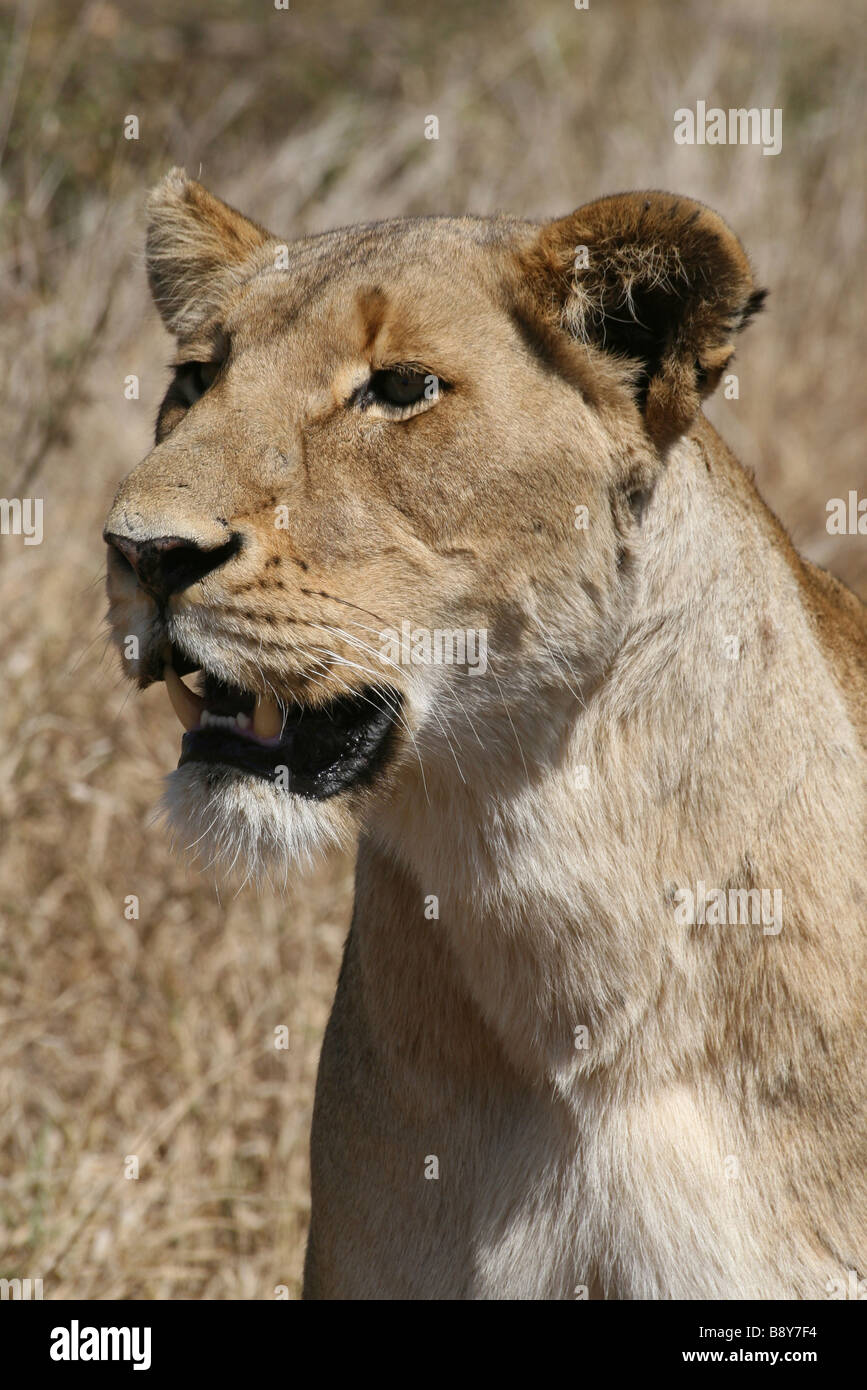 Portrait de lionne africaine Panthera leo krugeri regardant des proies dans le Parc National Kruger, Afrique du Sud Banque D'Images