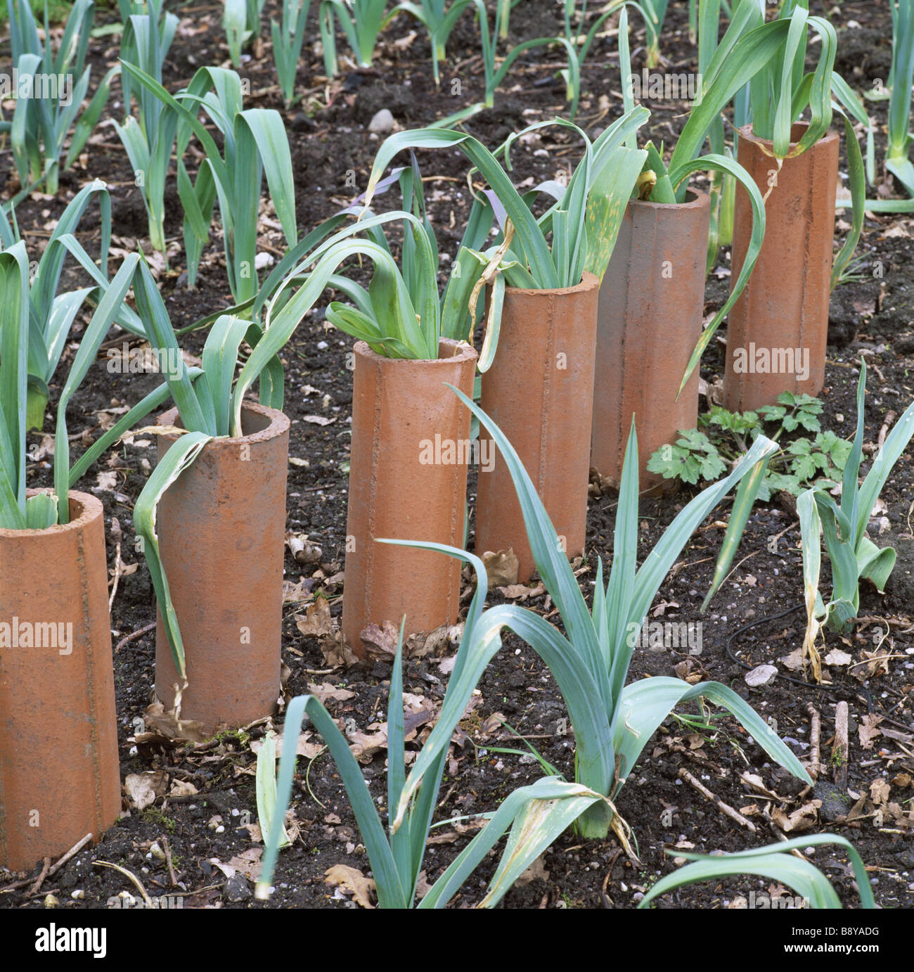Jardin de l'apprenti en terre cuite en croissant de poireaux à l'usine Styal Cheshire Banque D'Images