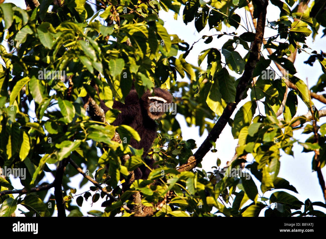 Bunopithecus Hoolock gibbon hoolock mâle sur la cime des arbres dans le nord-est de l'état indien d'Arunachal Pradesh Banque D'Images