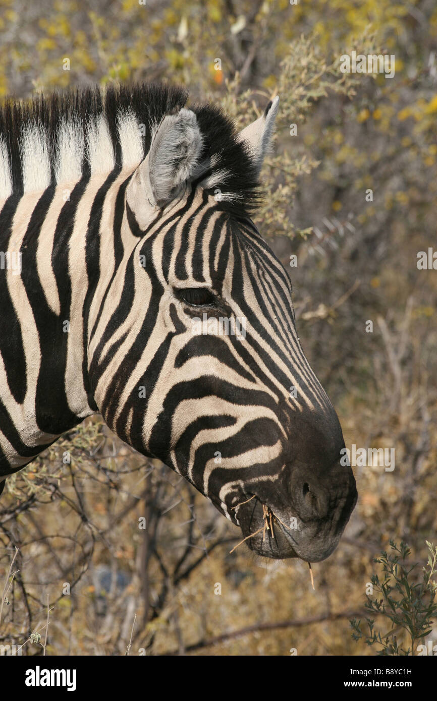 Vue de côté de la tête de zèbre Des Plaines Equus quagga burchelli dans le parc d'Etosha, Namibie NP Banque D'Images
