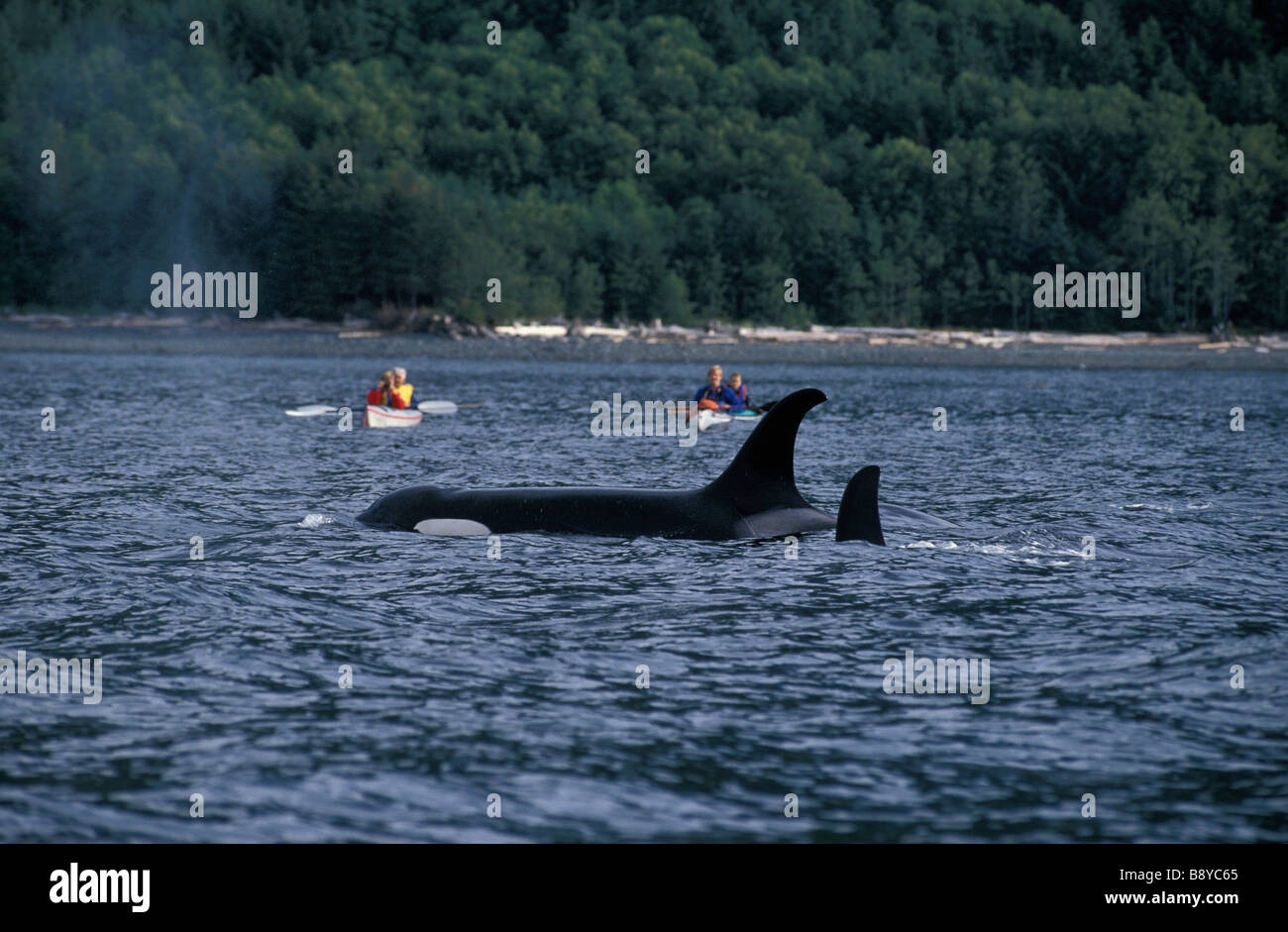 Espèces en danger orque CANADA Colombie-Britannique Orca d'Orques passant de l'eau seules actions Action speci Antarctique Banque D'Images