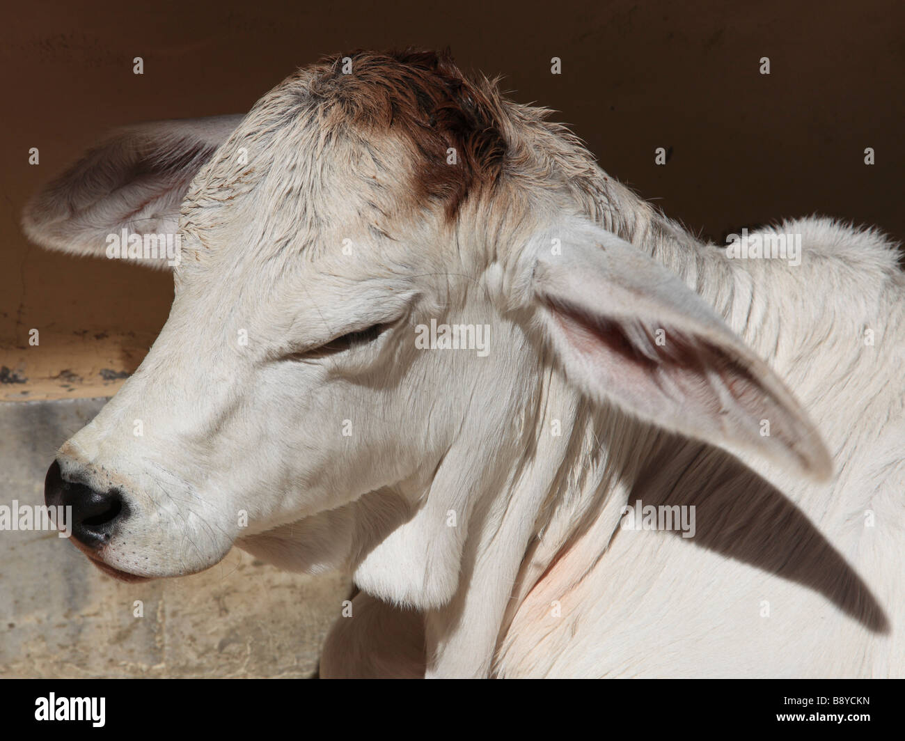 Inde Rajasthan Jaisalmer jeune veau vache sacrée Banque D'Images