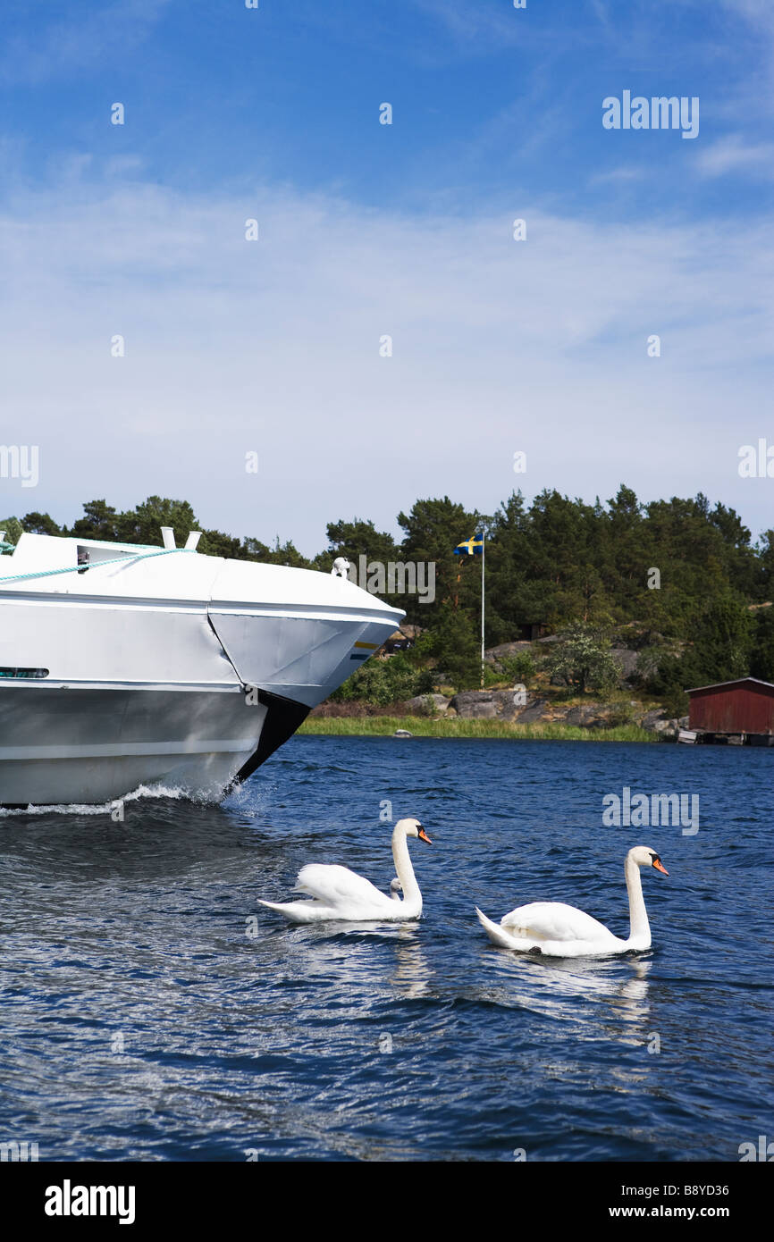 Swans chassés par un bateau. Banque D'Images