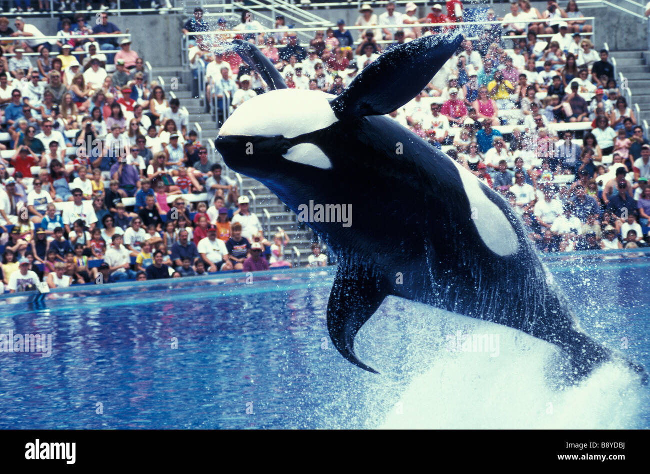 Orque Orcinus orca sea aquarium usa animal adulte en mouvement des animaux animaux oiseaux gaieté bonheur f horizontal Banque D'Images