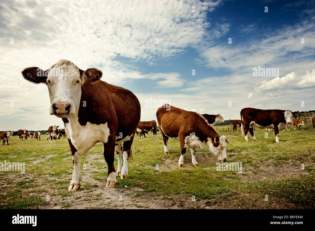 Vaches Ici Banque d'image et photos - Alamy
