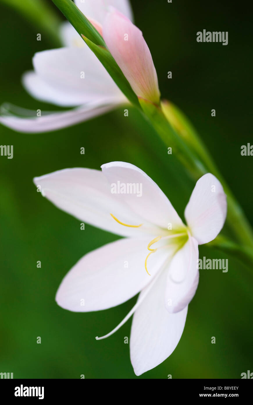 SCHIZOSTYLIS COCCINEA PRINCESS ROSE LIS KAFFIR Banque D'Images