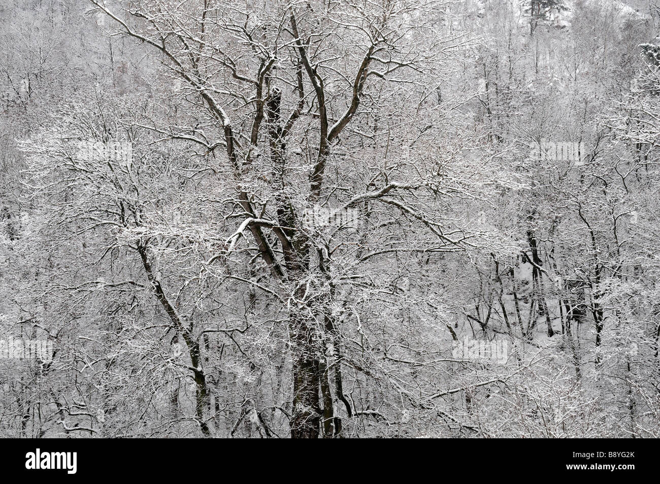 Arbres couverts de neige en hiver près de glendalough Irlande wicklow Banque D'Images