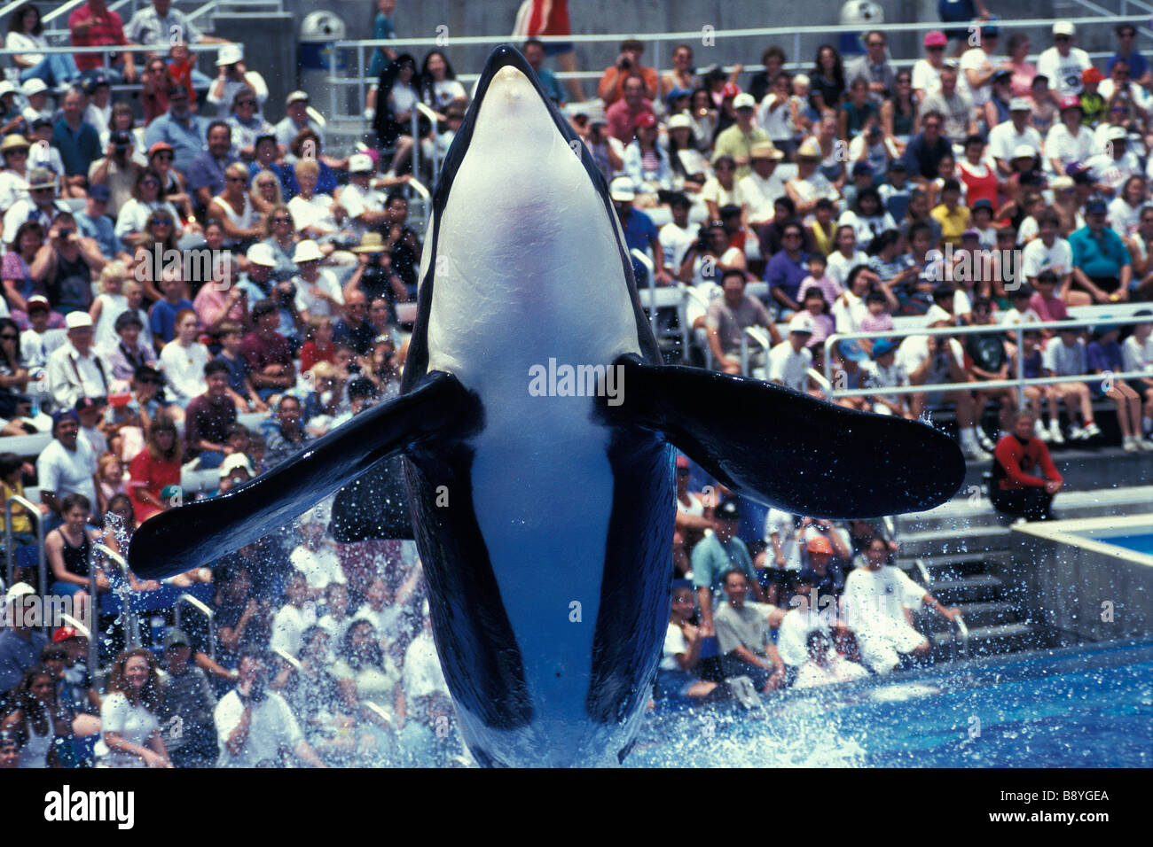 Orque Orcinus orca sea aquarium usa animal adulte en mouvement des animaux animaux oiseaux gaieté bonheur f horizontal Banque D'Images