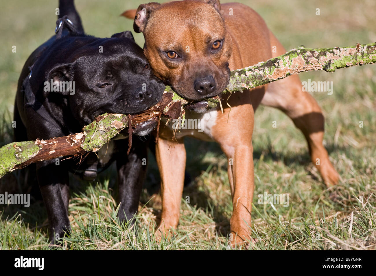 Deux Staffordshire Bull Terriers jouant avec un stick Banque D'Images