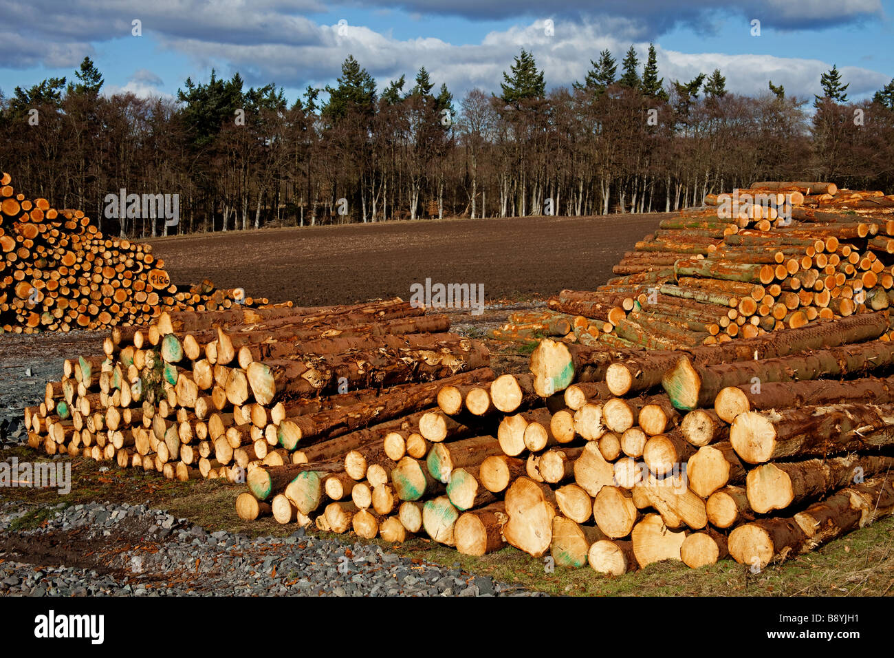 Des piles de bois de sciage de conifères, Perthshire, Écosse, Royaume-Uni, Europe Banque D'Images