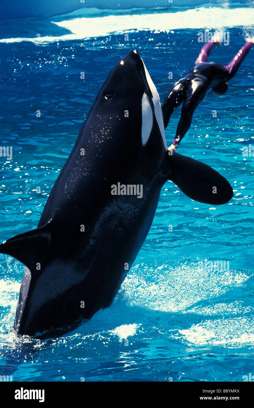 Orque Orcinus orca sea aquarium usa animal adulte en mouvement des animaux animaux oiseaux gaieté bonheur f horizontal Banque D'Images