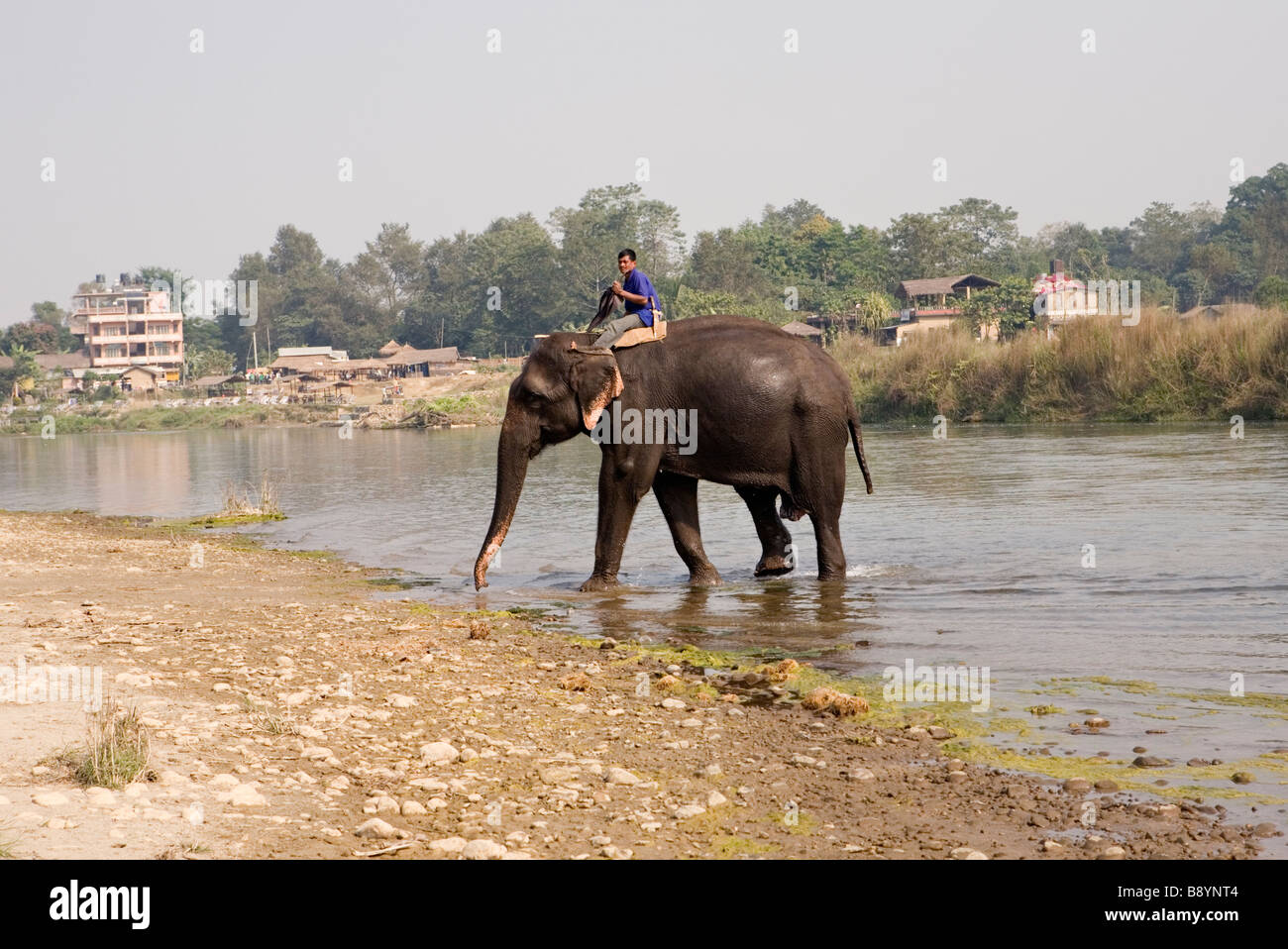 Passage d'éléphants dans la rivière Rapti Parc national royal de Chitwan Népal Banque D'Images