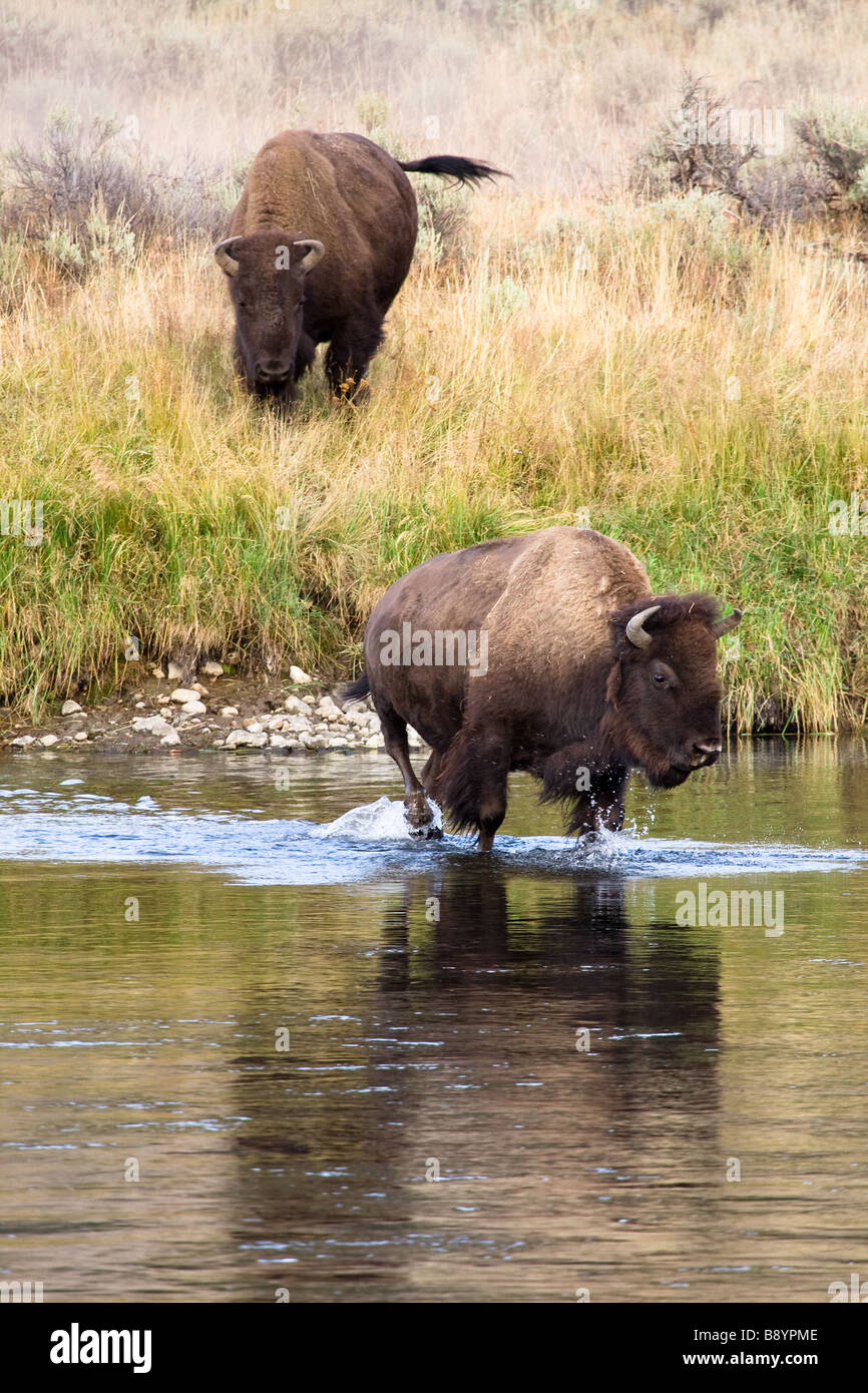 Photo de bison, Bison commence à traverser la rivière à Yellowstone National Park, Wyoming, USA Banque D'Images