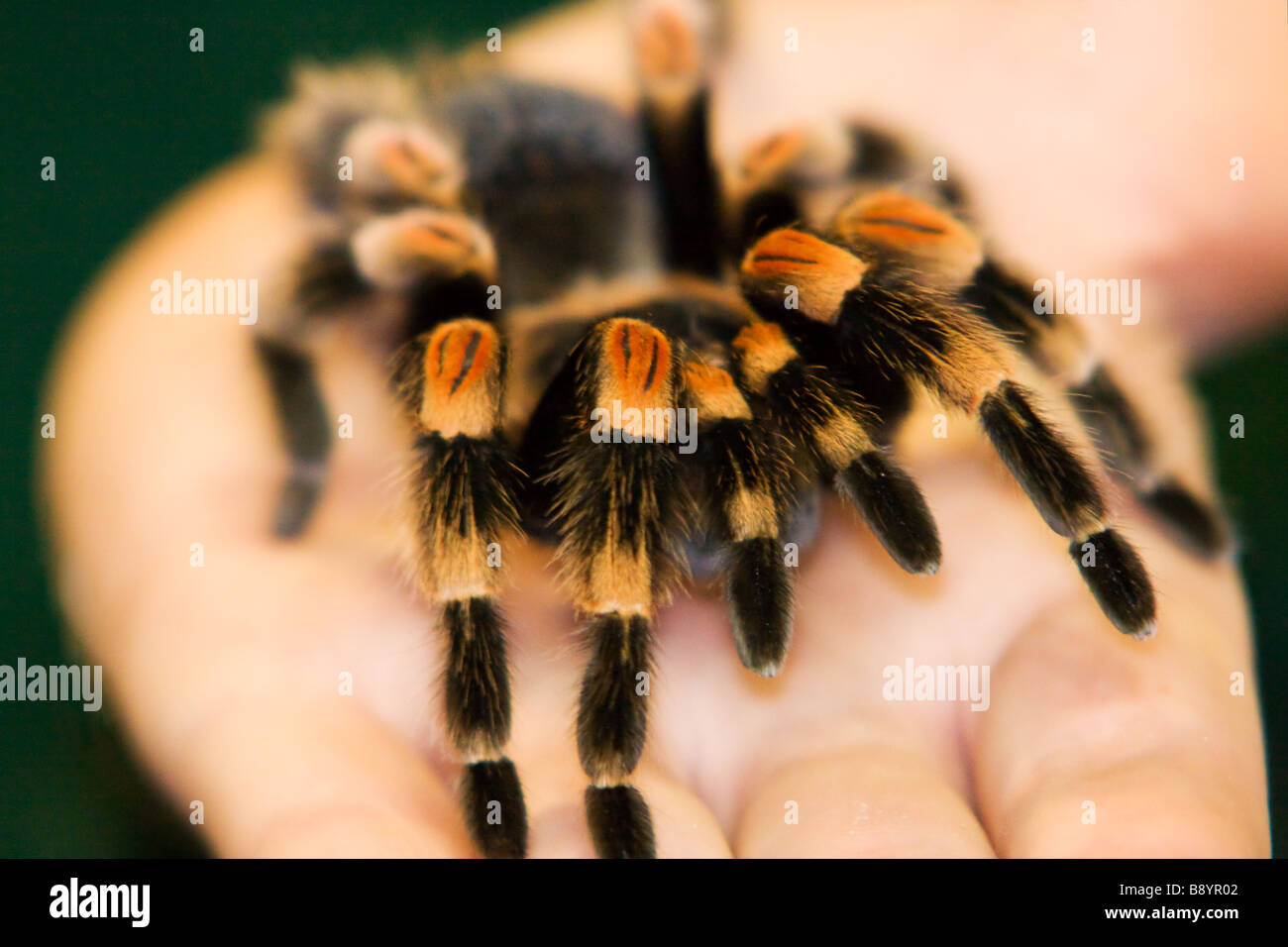 L'alimentation des oiseaux / araignée tarantula en main Banque D'Images