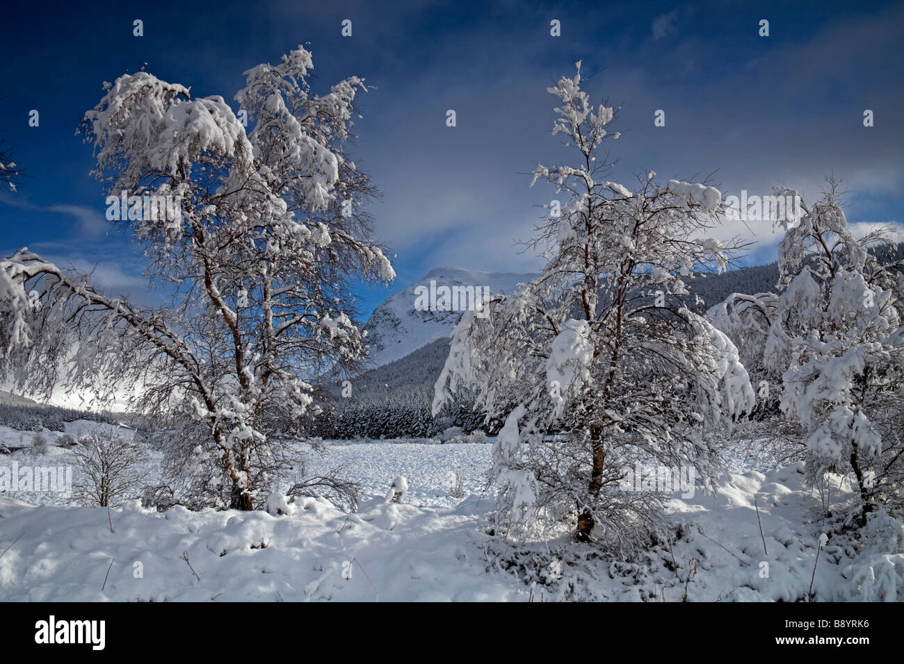 Arbre couvert de neige, paysage bordé, Breadalbane Scottish Highlands, Ecosse, Royaume-Uni, Europe Banque D'Images