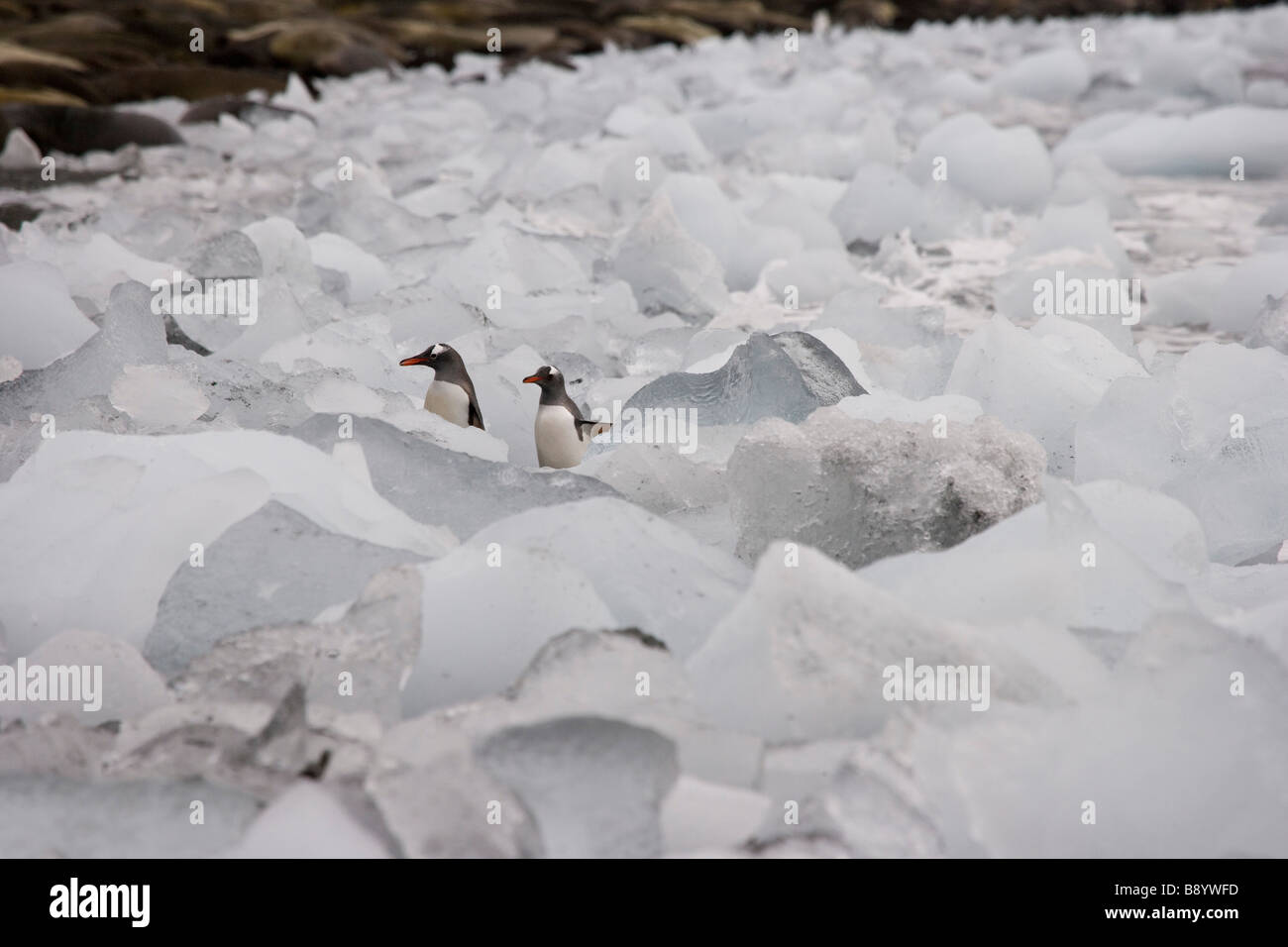 UK South Georgia Island Wirik Bay Manchots Ice Banque D'Images