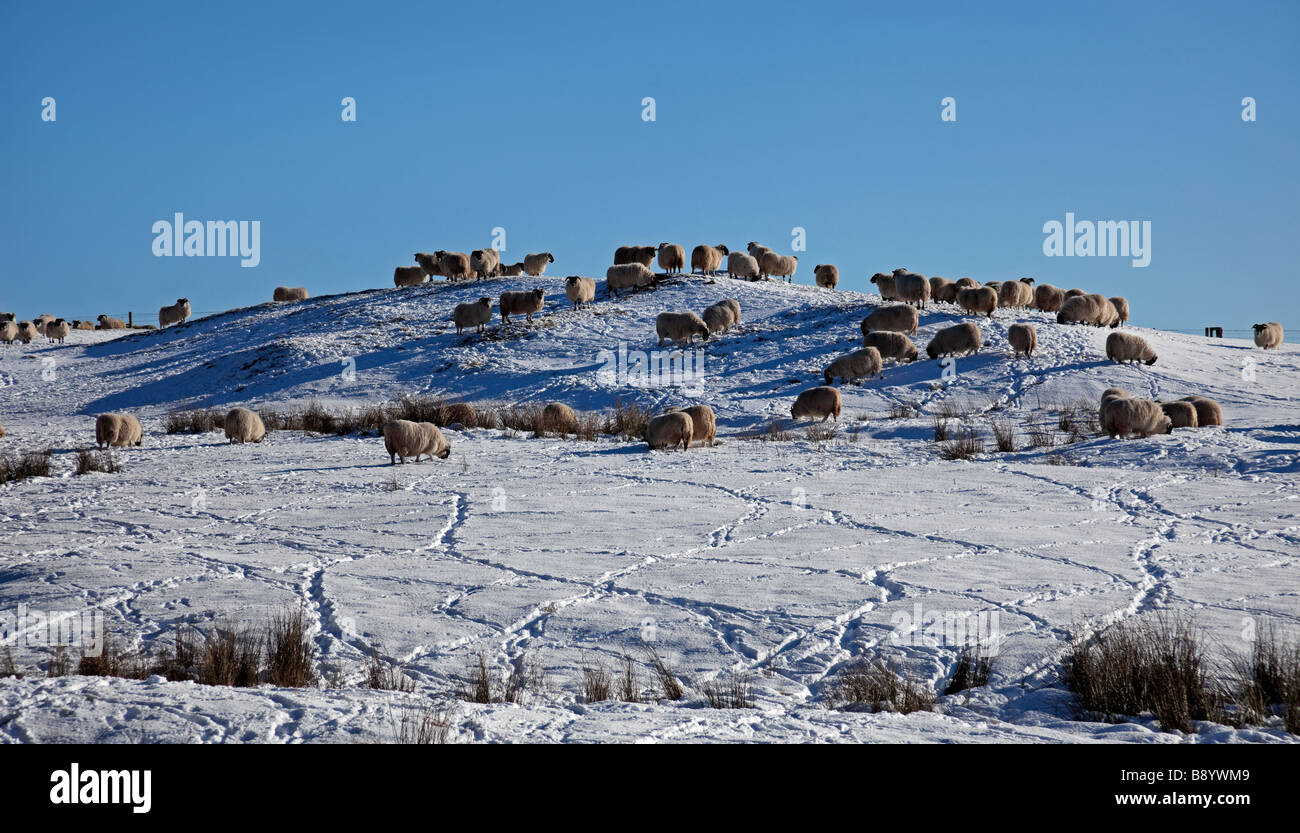 L'alimentation des moutons sur le terrain couvert de neige, Pentland Hills, Midlothian, Ecosse, Royaume-Uni, Europe Banque D'Images