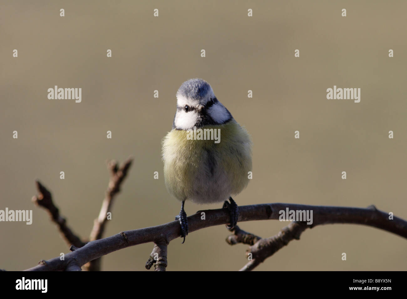 Mésange bleue sur une branche en face d'un fond vert (Cyanistes caeruleus) Banque D'Images