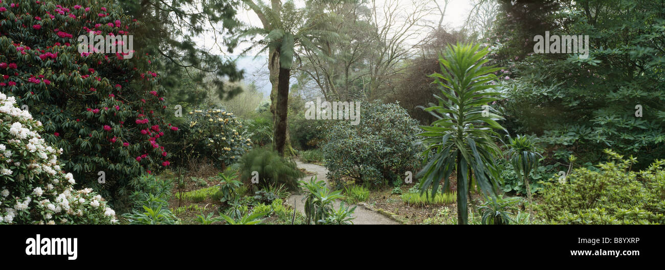 Le chemin traverse une partie de les jardins de Trelissick menant à l'ordinateur Dell montrant rhododendrons fougère arborescente et echiums Banque D'Images