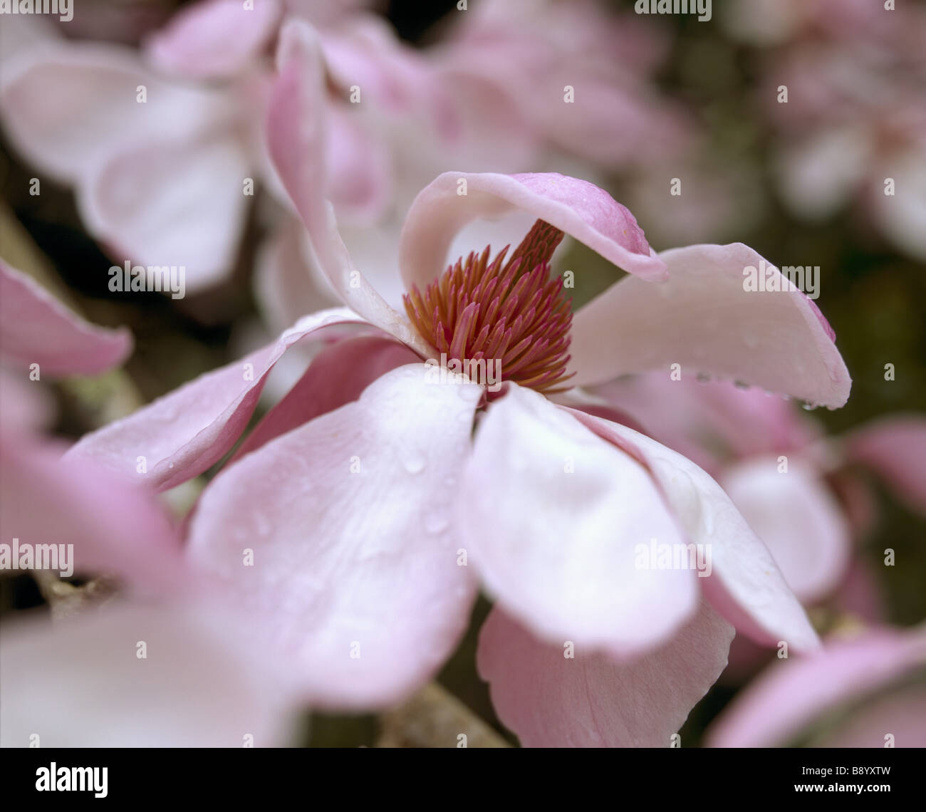 Fermer la vue de Magnolia sprengeri diva dans l'un des jardins clos à Trengwainton Banque D'Images