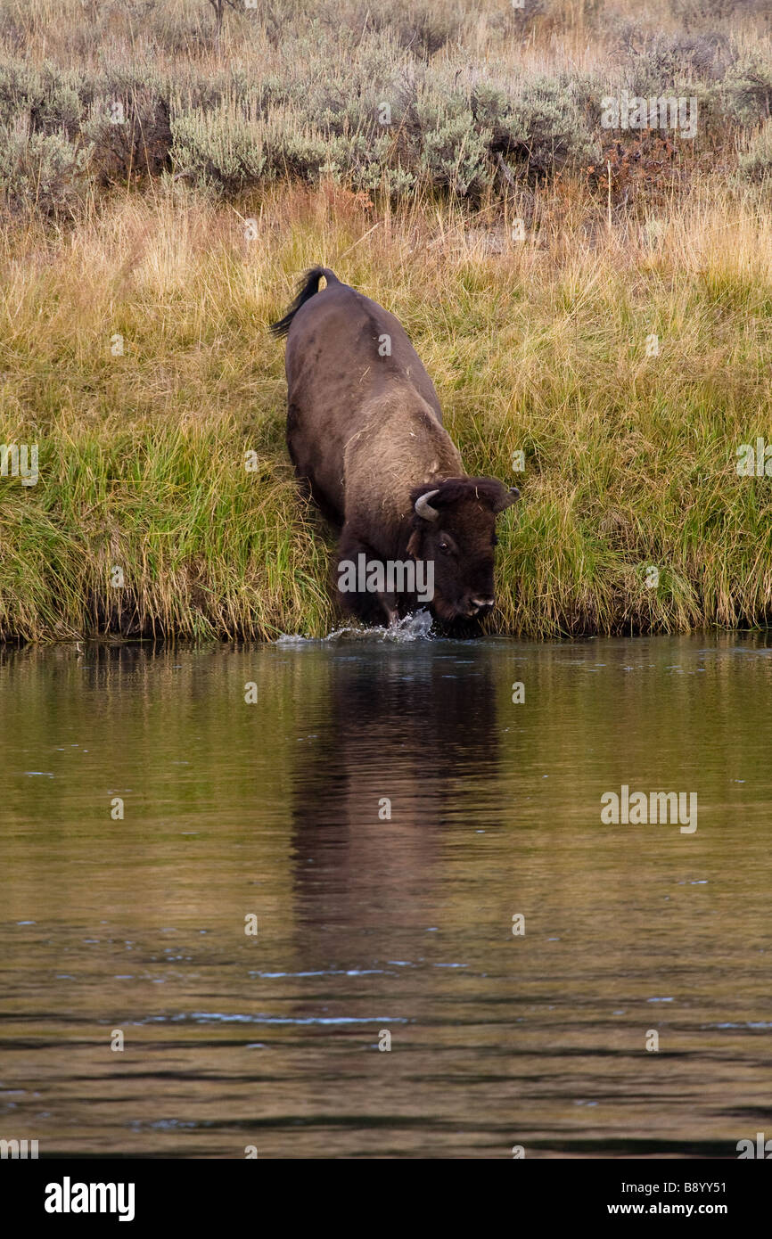 Photo d'un bison, buffalo à partir de traverser à la nage la rivière à Parc National de Yellowstone, Wyoming, USA Banque D'Images
