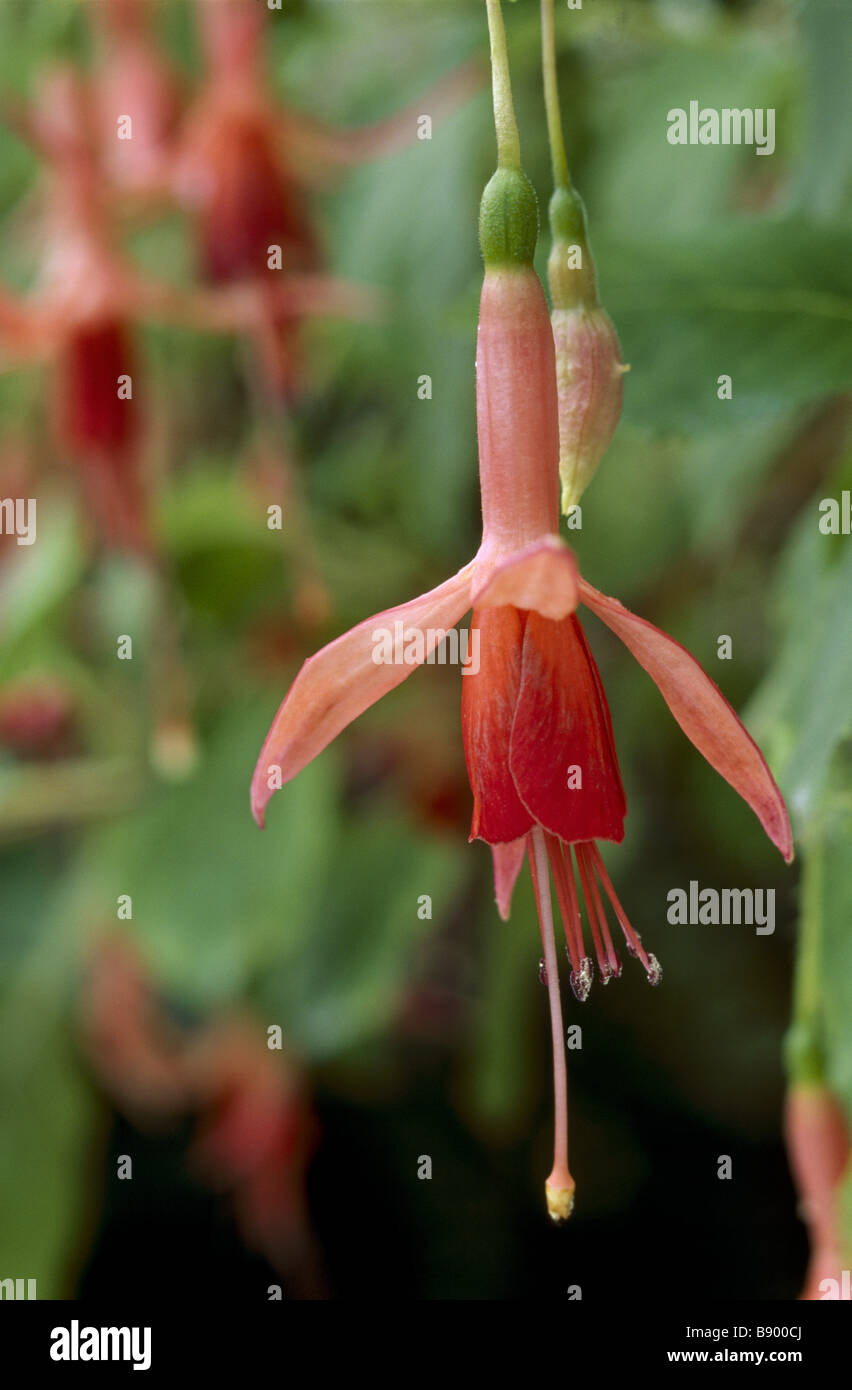 Gros plan d'une seule orange Fuchsia fleur goutte suspendue au milieu de l'air dans le jardin à Wallington Banque D'Images