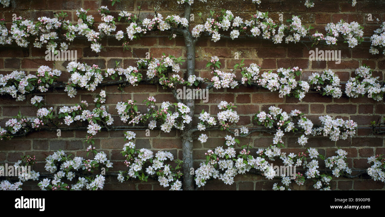 Fermer la vue d'un api apple espaliered rose avec des fleurs et des bourgeons rose blanc contre un mur à Westbury Court Gardens Banque D'Images