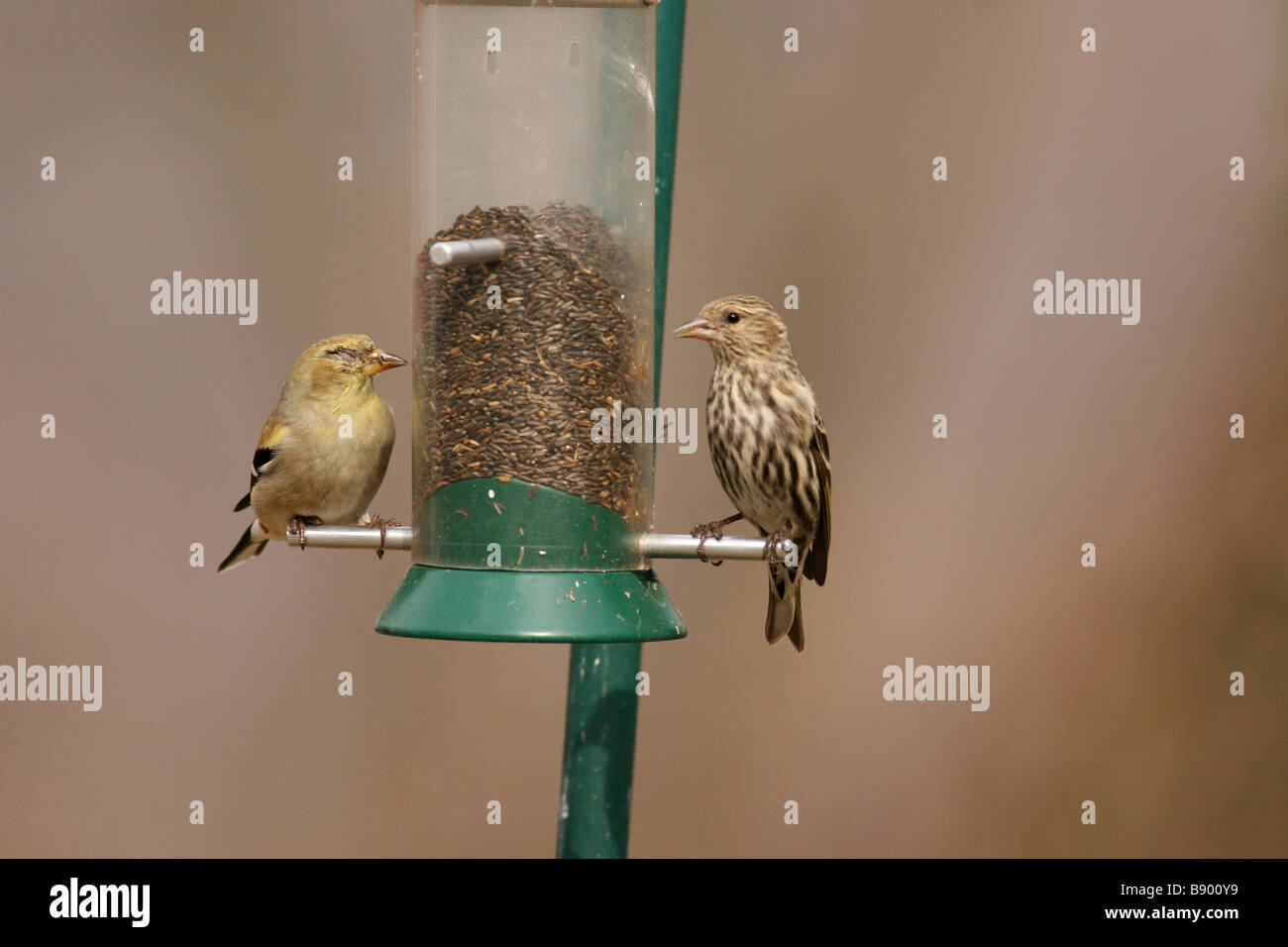 Chardonneret jaune et Tarin des pins d'alimentation au thistle Banque D'Images