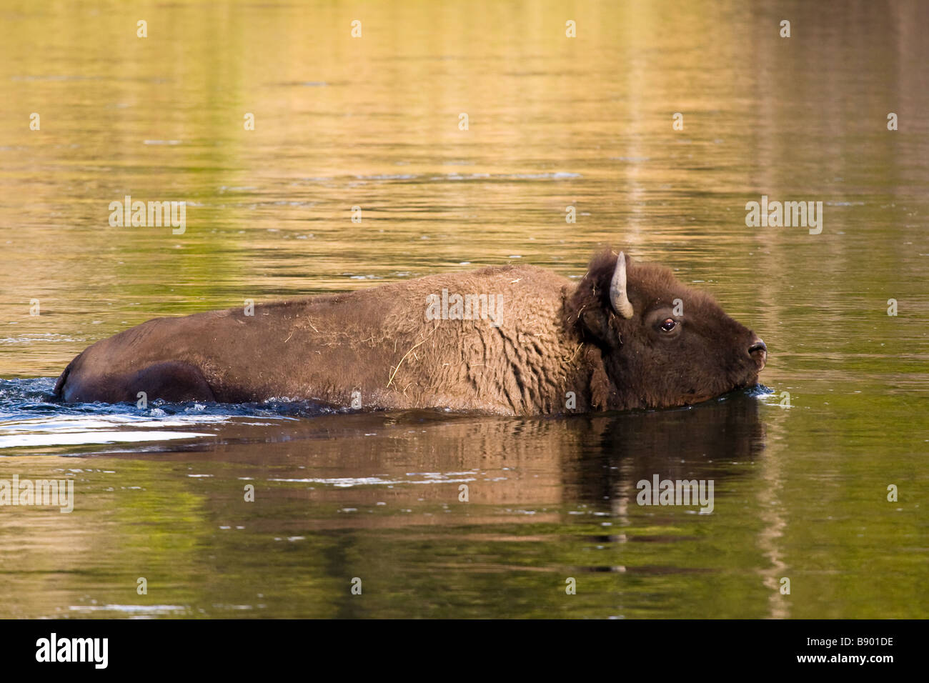 Photo de bisons, buffles traversant la rivière au Parc National de Yellowstone, Wyoming, USA Banque D'Images