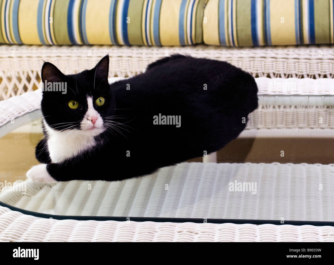 Un chat noir et blanc posé sur les meubles de patio Banque D'Images