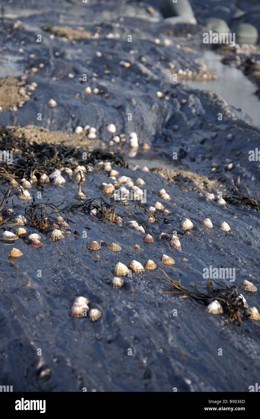 Les patelles et rockpools Banque D'Images