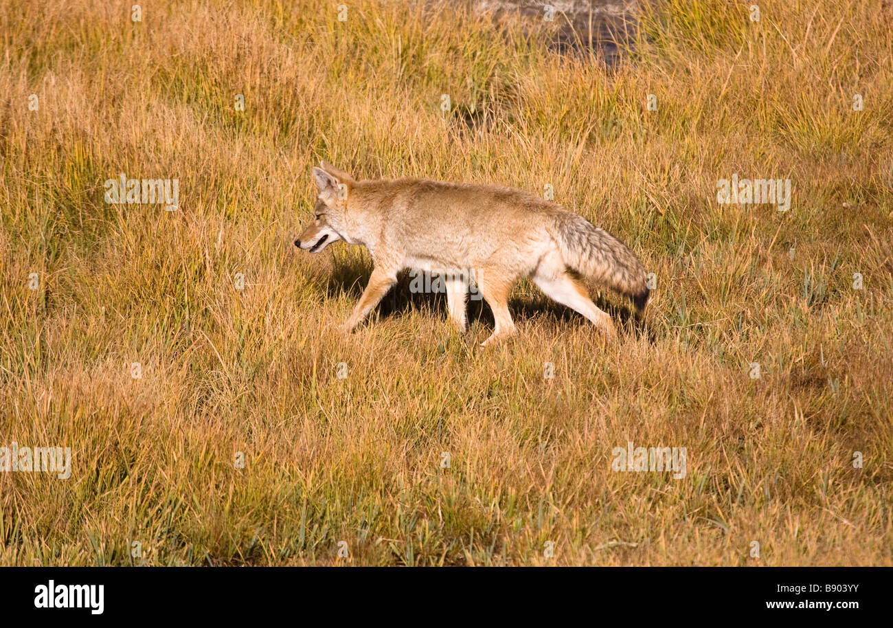 Coyote solitaire chasse dans la prairie, Hayden Valley, le Parc National de Yellowstone, Wyoming, USA Banque D'Images