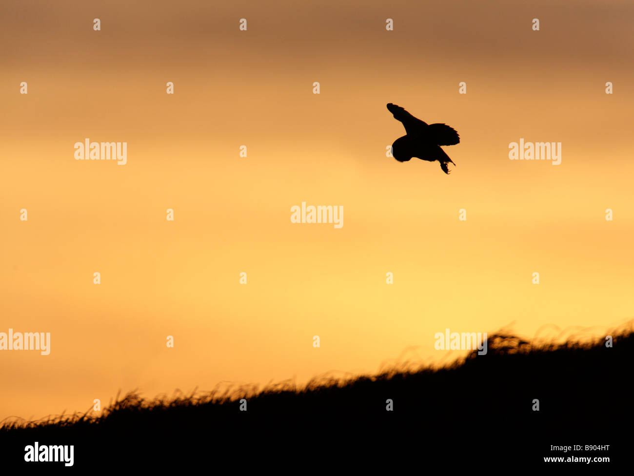 Effraie des clochers Tyto alba chasse au coucher du soleil Banque D'Images