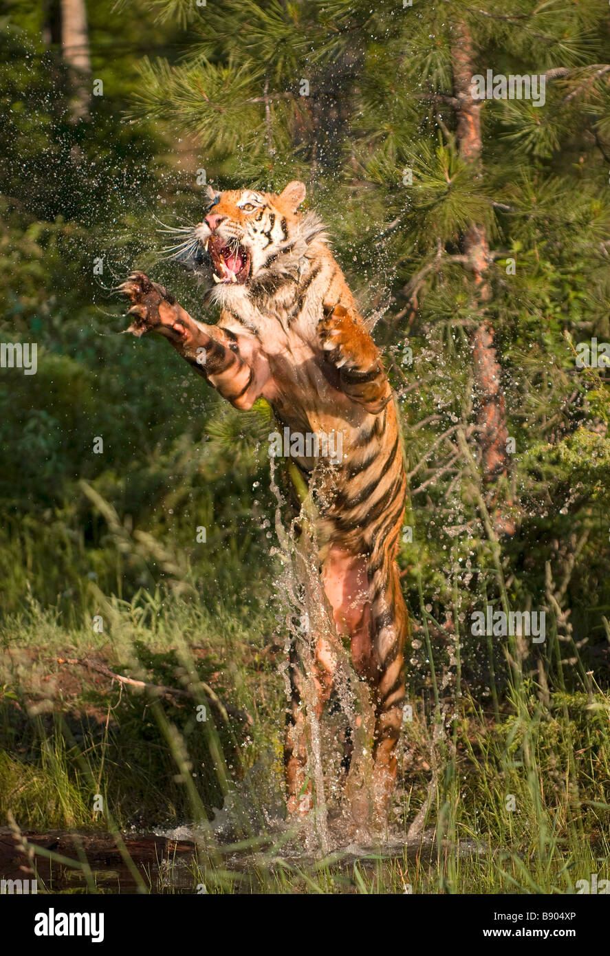 Tigre de Sibérie bondissant hors de l'eau d'un étang peu profond Banque D'Images