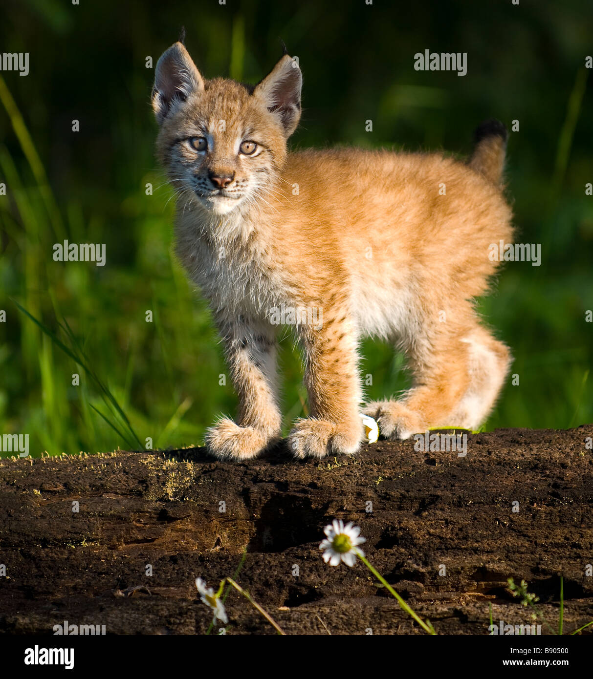 Chaton lynx de Sibérie jusqu'à la curiosité en étant debout sur un tronc d'un arbre tombé Banque D'Images