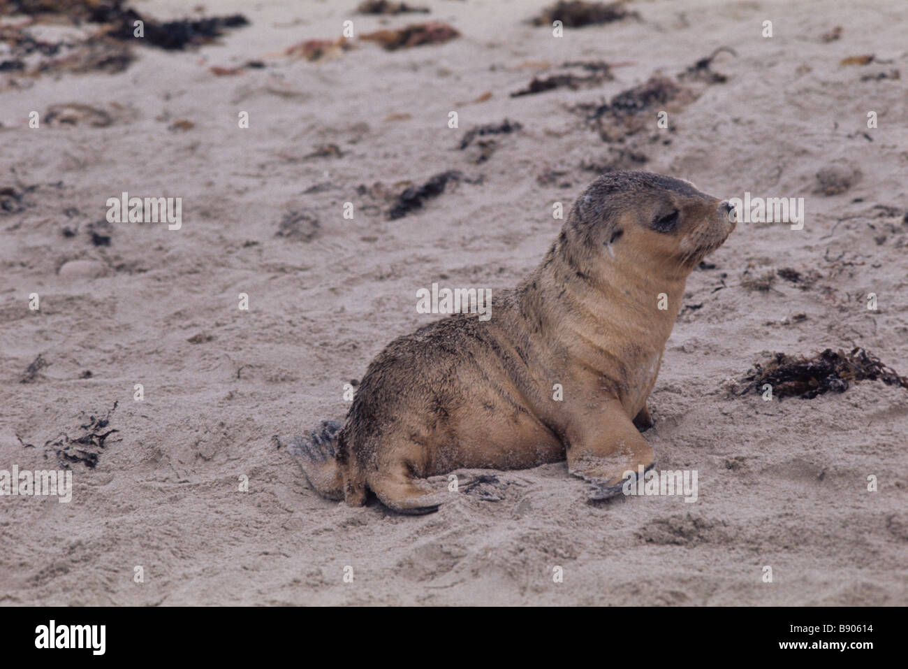 Chiot Bebe Lion De Mer Australien A Kangaroo Island Photo Stock Alamy