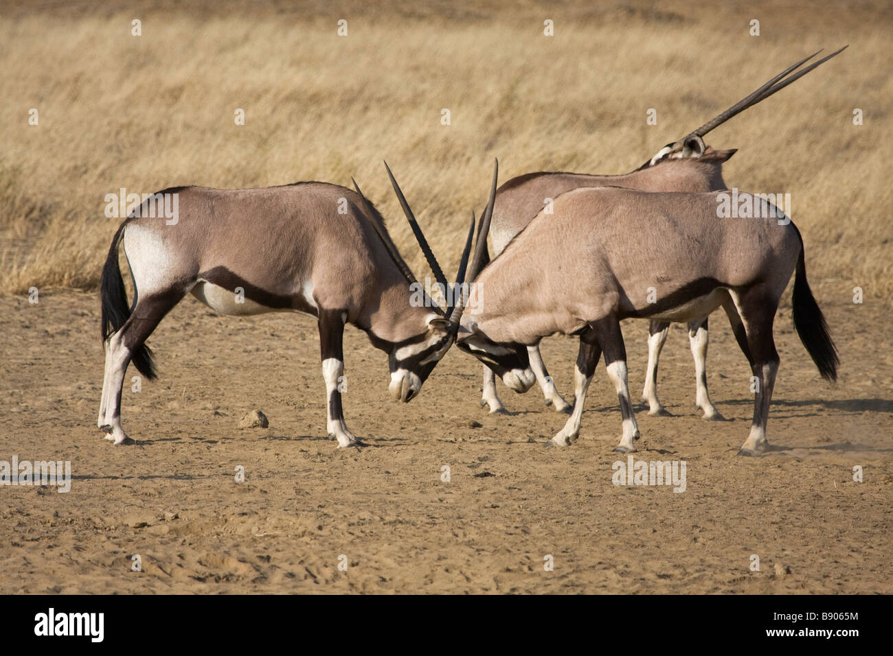 Ou gemsbuck gemsbok (Oryx gazella) stand dans la prairie du Kalahari en désaccord. Banque D'Images