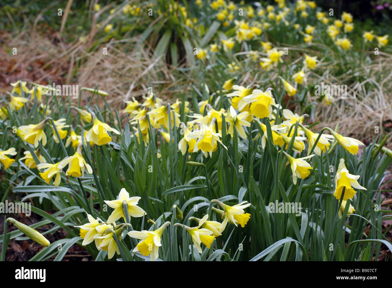 Le Narcissus pseudonarcissus jonquille sauvage ou Lily Carême d'Angleterre Banque D'Images