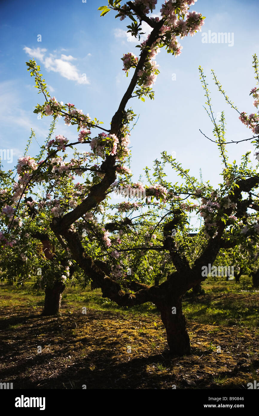 À la fleur de pomme pommiers en Suède. Banque D'Images
