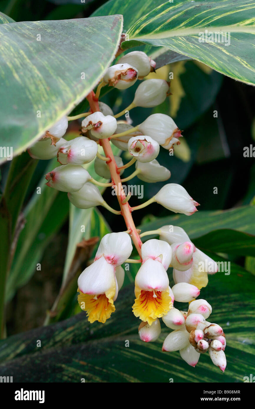 Alpinia zerumbet 'Variegata' Banque D'Images