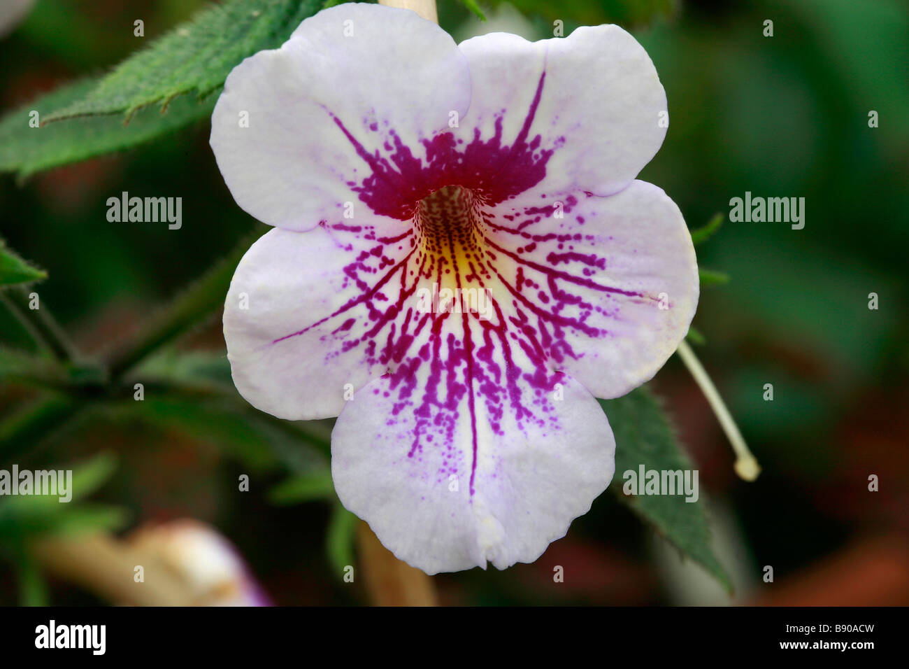 Achimenes 'Ambroise Verschaffelt' Banque D'Images