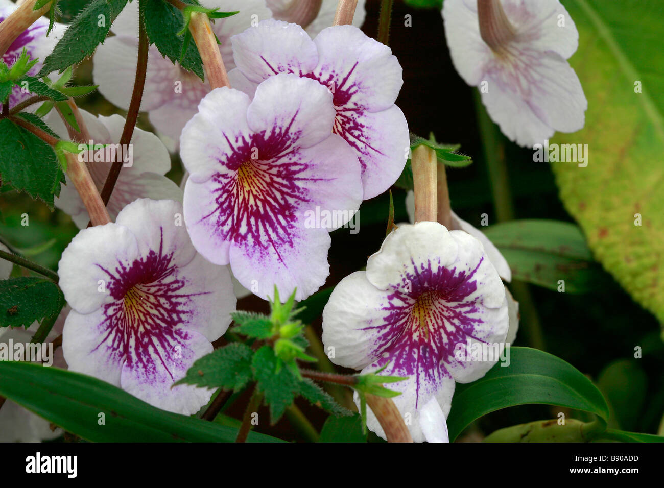 Achimenes 'Ambroise Verschaffelt' Banque D'Images