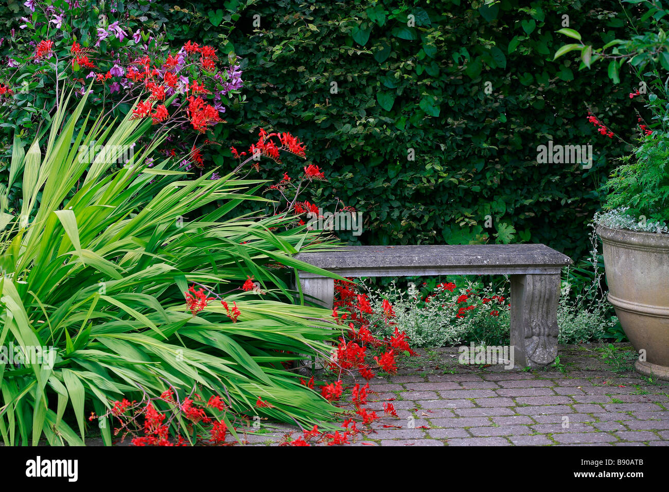 Crocosmia 'Lucifer' Banque D'Images