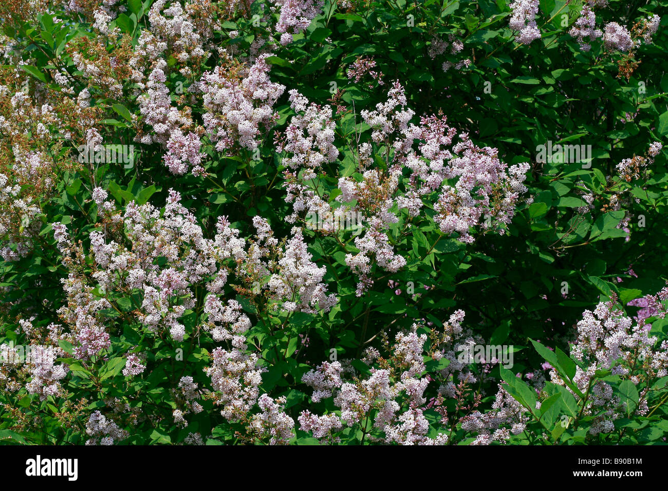 Syringa villosa Banque D'Images