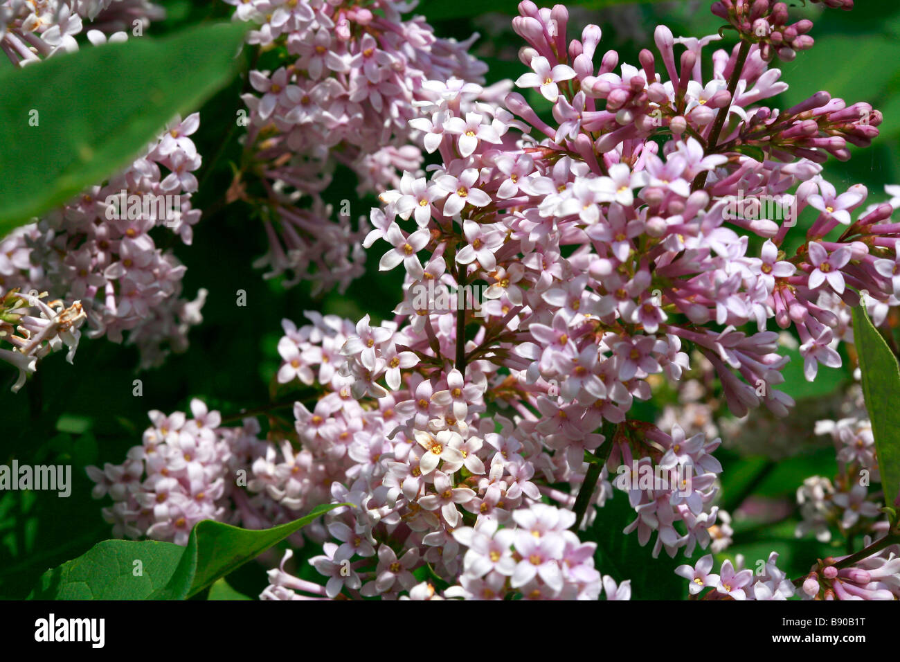 Syringa villosa Banque D'Images