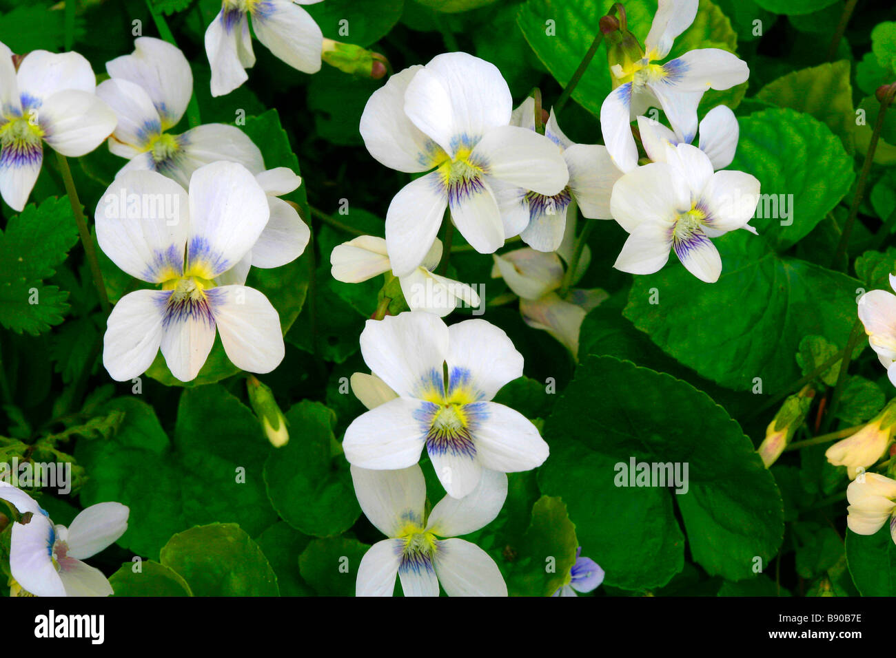 Viola sororia f. alba Banque D'Images