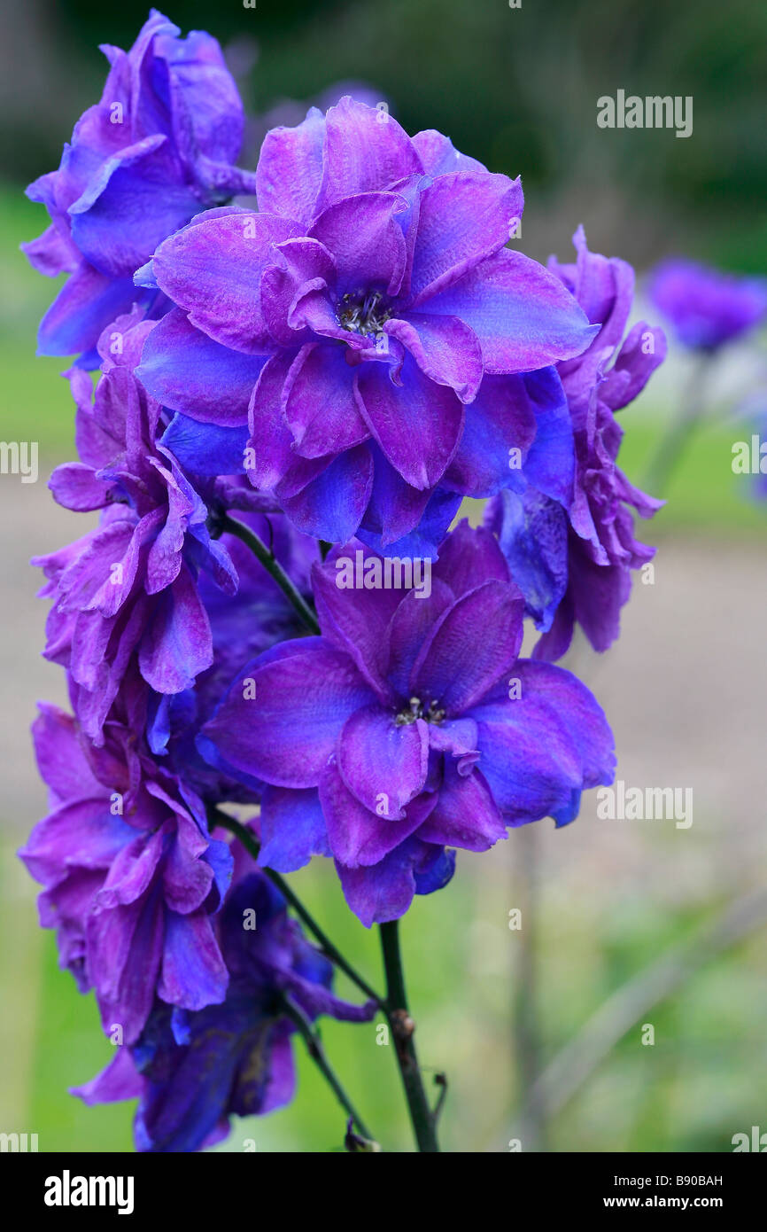 Delphinium elatum Purple Ruffles Banque D'Images