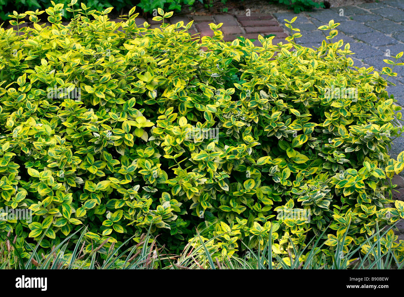 Euonymus fortunei 'Emerald n Gold Banque D'Images