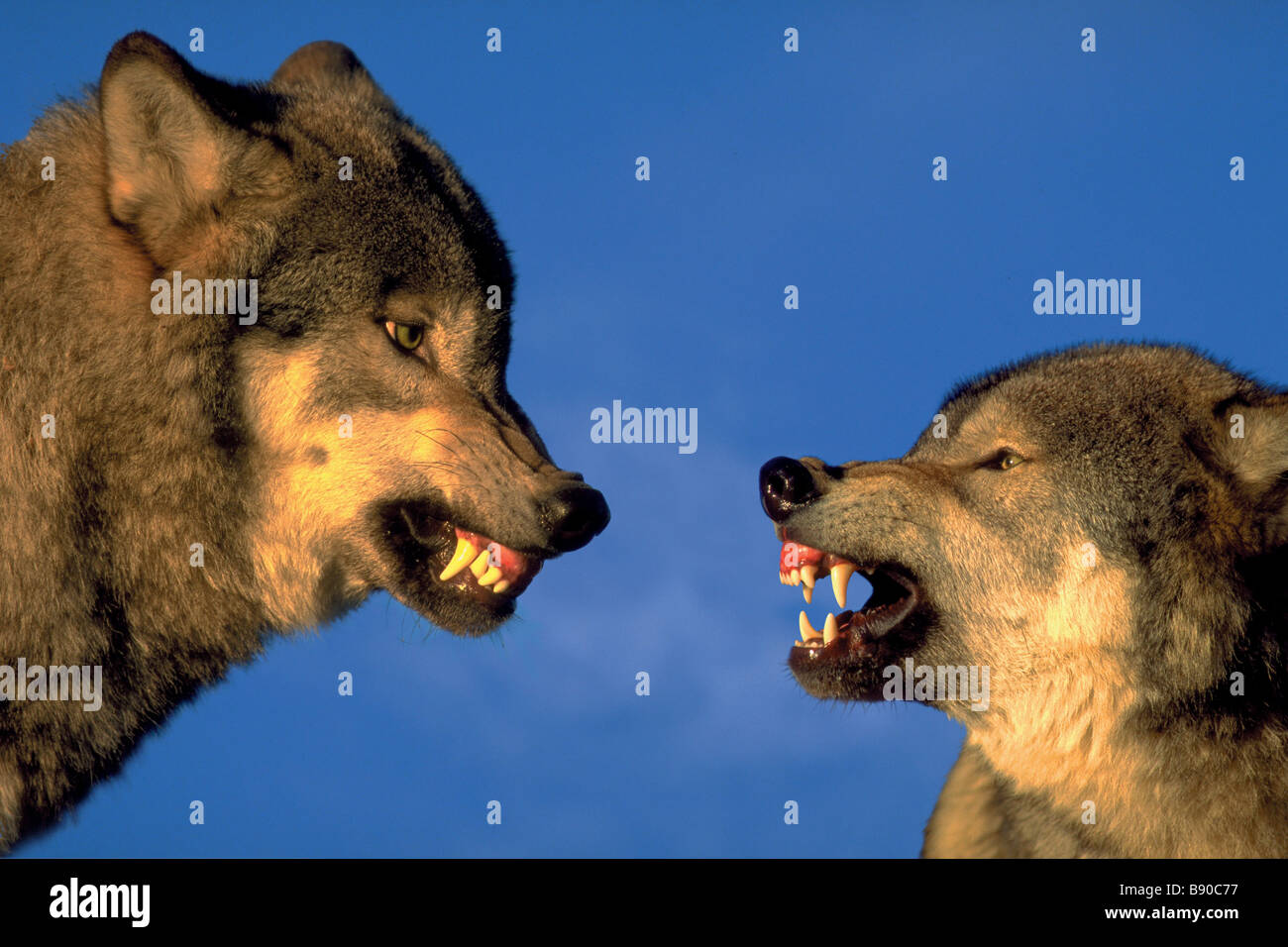 Loup qui grogne profil Banque de photographies et d’images à haute résolution Alamy